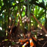 La pianta della Curcuma: proprietà e benefici