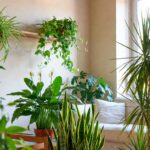 Le 5 migliori piante che purificano l'aria di casa e migliorano la concentrazione