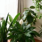 Le top 5 piante da tenere in appartamento per ridurre l'inquinamento indoor