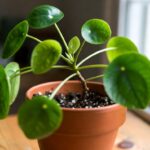 L'errore fatale che commetti quando annaffi la Pilea peperomioides e che fa marcire lo stelo principale