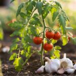 L'ingrediente che hai in cucina che tiene lontani gli afidi dalle tue piante di pomodoro