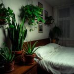 Metodo per scegliere le piante perfette per la camera da letto