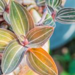 Orchidea Gioiello: come curarla perfettamente