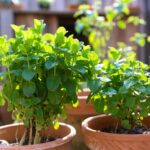 Perché dovresti coltivare la menta esclusivamente in vaso per evitare che invada tutto il giardino