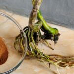 Perché dovresti mettere un cucchiaino di cannella nel terreno della tua Orchidacea oggi stesso