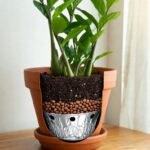 Perché dovresti mettere un foglio di carta stagnola sul fondo del vaso della tua Zamioculcas stasera