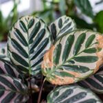 Perché i bordi delle foglie della tua Calathea diventano secchi e accartocciati anche se spruzzi acqua