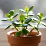 Perché la tua pianta di giada o Crassula sta perdendo le foglie e come rimediare oggi stesso