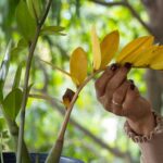 Perché le foglie della tua Zamioculcas stanno diventando gialle (e come salvarla subito)