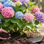 Perché le tue ortensie non fioriscono più e l'ingrediente da mettere nel terreno per ravvivarle