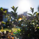 Perché non dovresti mai annaffiare le piante nelle ore calde (l'effetto lente d'ingrandimento)