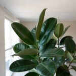 Perché non dovresti mai posizionare la Ficus elastica vicino al motore del frigorifero o del condizionatore