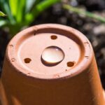 Perché tutti stanno applicando una goccia di sapone liquido sul fondo dei vasi da giardinaggio