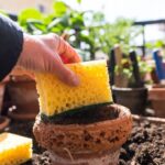 Perché tutti stanno riutilizzando la vecchia spugna dei piatti per fare questa operazione utilissima in giardino