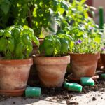 Perché tutti stanno usando la vecchia spugna dei piatti per fare questo in giardino
