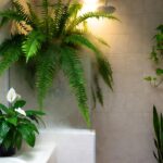 Piante da bagno: le varietà che adorano l'umidità della doccia e purificano l'aria
