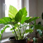 Piante d'appartamento che muoiono sempre