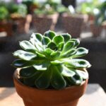Questa bellissima pianta grassa attira la cocciniglia cotonosa: come proteggerla prima che sia tardi