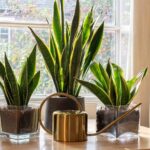 a cosa serve mettere cubetti di ghiaccio nella sansevieria