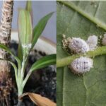 cocciniglia delle piante i rimedi naturali per debellarla