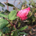 come allontanare con rimedi naturali i parassiti dalle rose