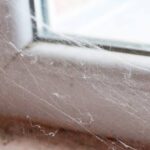 come eliminare le ragnatele in casa e prevenire la ricomparsa