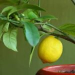 come recuperare la pianta di limoni in vaso che ha perso tutte le foglie