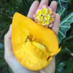 Egg-fruit