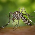 Come Eliminare le Zanzare dal Giardino
