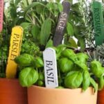 Le Migliori Piante Aromatiche