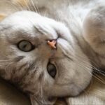 Perché i Gatti Fanno le Fusa