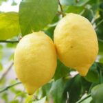 Come Coltivare Limoni: Guida Completa per Piante Rigogliose e Fruttuose