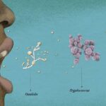I Funghi Microscopici che Vivono con Noi: Il Ruolo del Micobioma Fungino nell'Equilibrio Umano