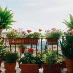 in che direzione mettere le piante in balcone per farle crescere bene