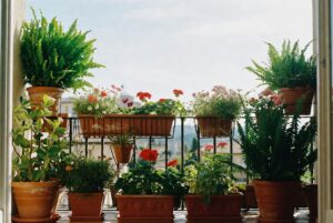 in che direzione mettere le piante in balcone per farle crescere bene