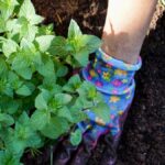menta fresca tutto l'anno con i trucchi dei vivai