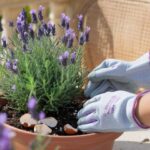 perché aggiungere caffè alla pianta di lavanda