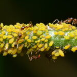 pidocchi delle piante rimedi naturali per salvare le foglie