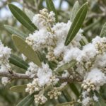 Cotonello dell'olivo