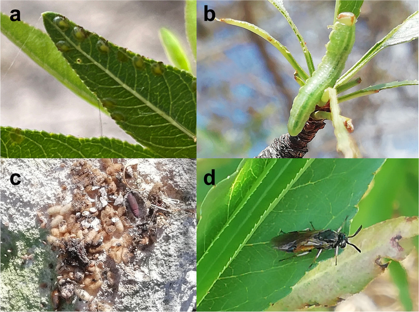Arge scita. a uova di A. scita su foglia di mandorlo; b larve che si nutrono su foglia di mandorlo; c bozzoli attaccati su una pietra sotto un mandorlo infestato; d adulto [da Cavalieri et al., 2023].