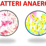 Batteri aerobi e anaerobi: differenze e caratteristiche
