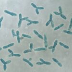 Bifidobacterium: molto più di un semplice probiotico