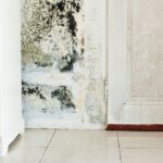 Muffa in casa: quali microrganismi possono crescere sulle pareti