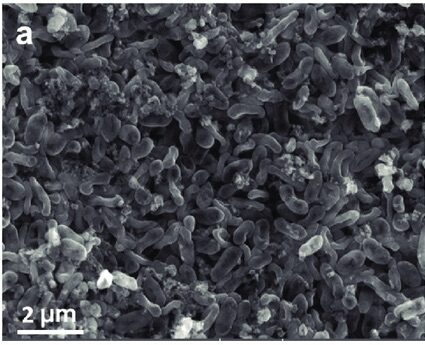 SEM_Geobacter_sulfurreducens