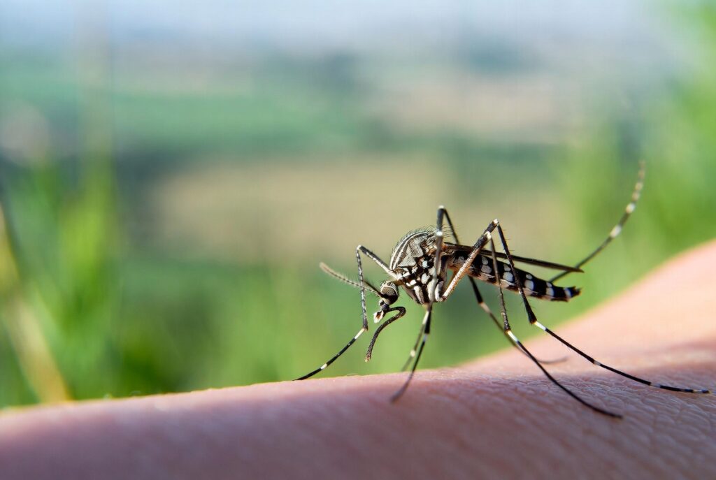 Virus West Nile in Italia: sintomi rischi e strategie di prevenzione aggiornate
