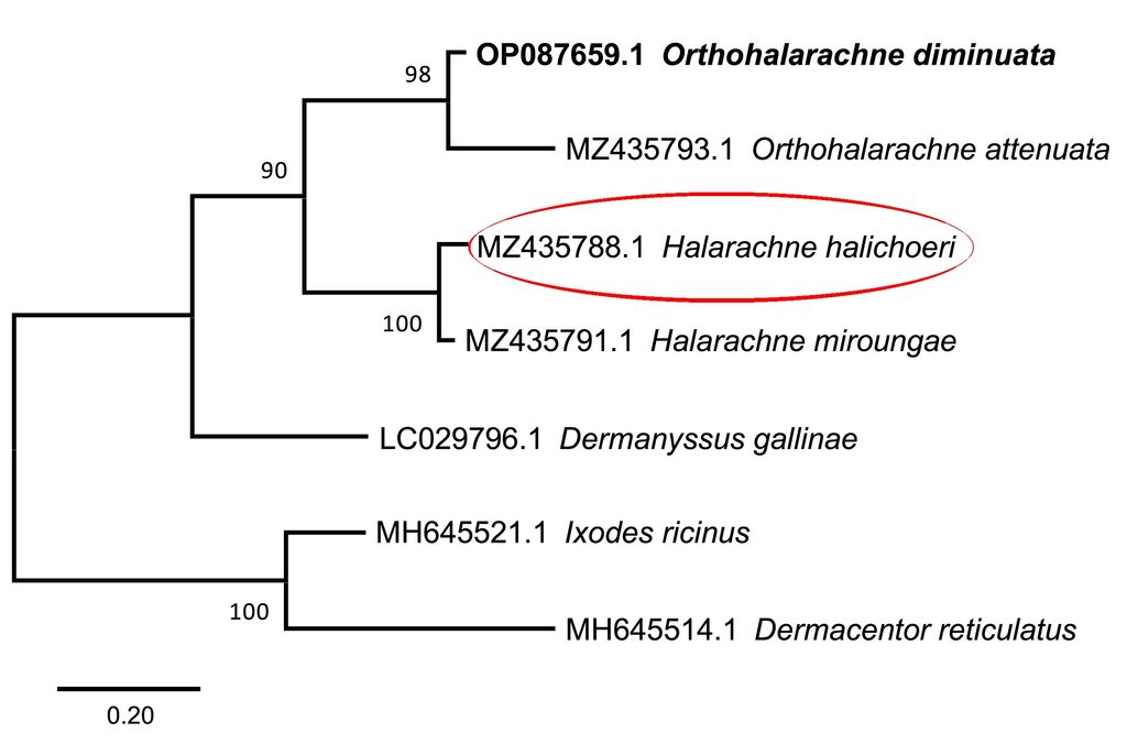 albero filogenietico di Halarachne halichoeri