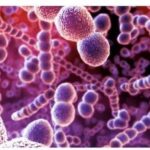 Streptococcus pyogenes: perché può causare malattie così diverse