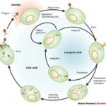 Come un virus entra nella cellula ospite