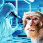 Quante infezioni umane hanno origine nel mondo animale?