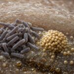 La microbiologia dietro il nostro odore corporeo